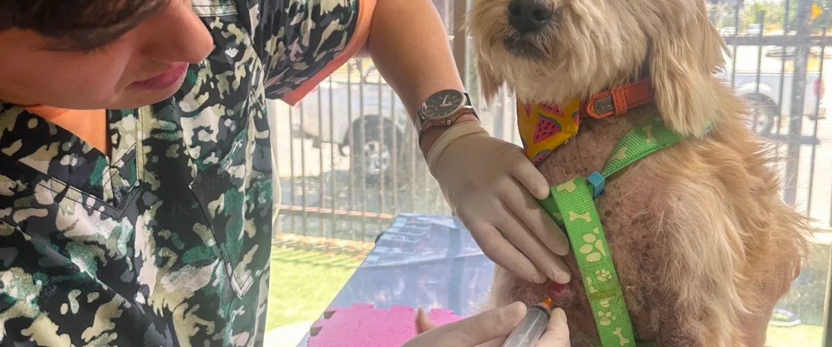 300 perritos fueron los protagonistas absolutos de la 6ta corrida familiar con mascotas caninas