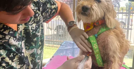 300 perritos fueron los protagonistas absolutos de la 6ta corrida familiar con mascotas caninas