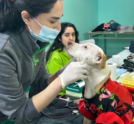 Qué es la Fundación Rescate de Mascotas Chile?